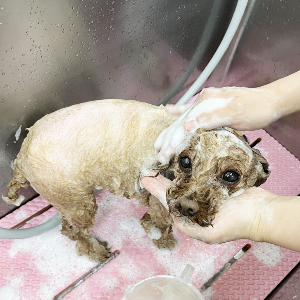 ２年生はお客様の愛犬をトリミング♪①